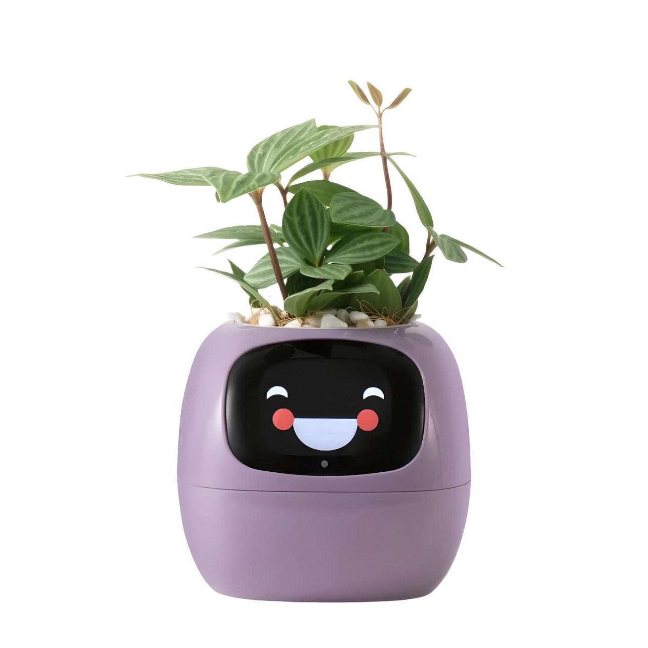 Ivy Smart Planter (Over 49 Emotional Expressions)